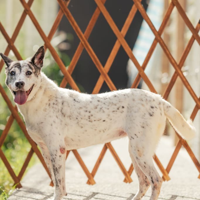 Black-and-white adult female mixed-breed dog, Large, shelter no. …9001