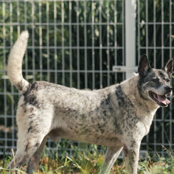 Photo of No. AAAGG1100603003, Adult · Male · Large · Mixed breed