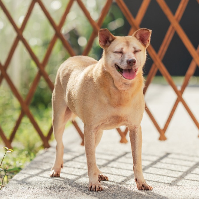 Photo of No. AAAGG105120702, Adult · Female · Small · Mixed breed