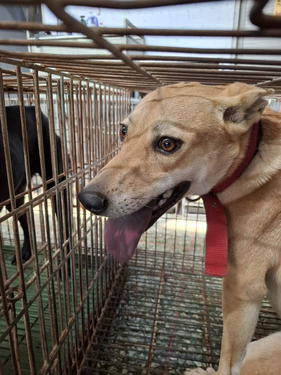 Photo of No. S151005-04, Adult · Female · Medium · Mixed breed