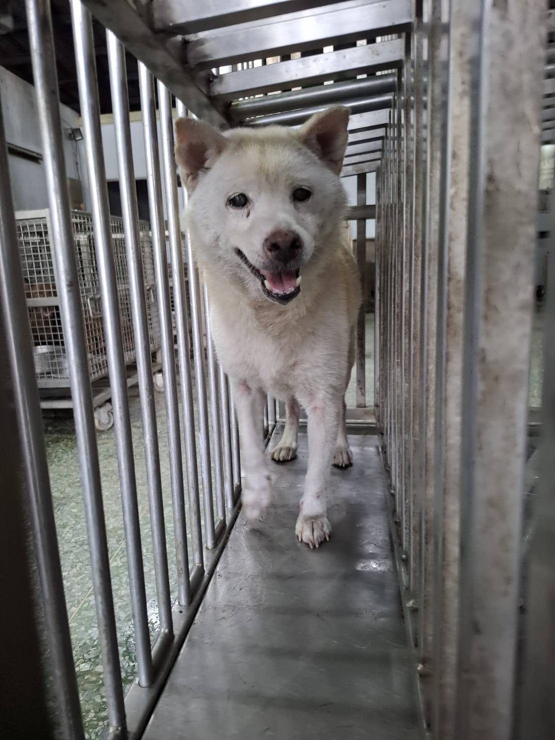 White adult female Shiba Inu, Medium, shelter no. …5-11