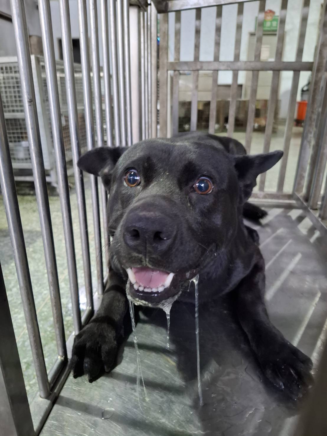 Photo of No. S151005-09, Adult · Male · Medium · Mixed breed