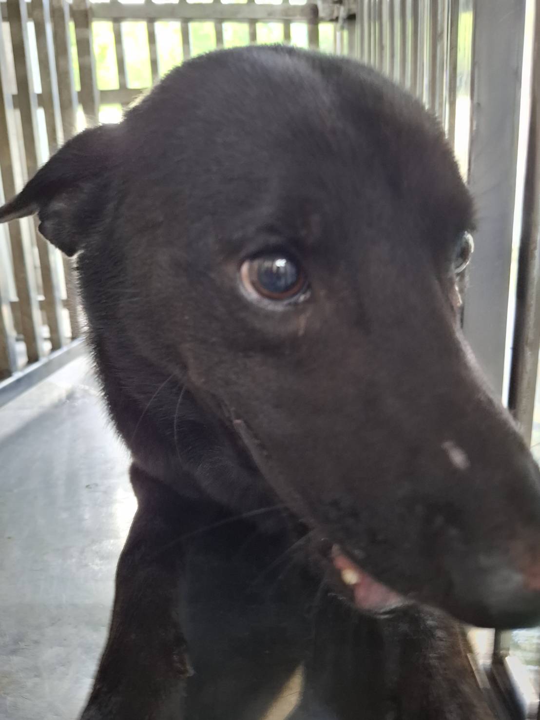 Photo of No. S151005-08, Adult · Male · Large · Mixed breed