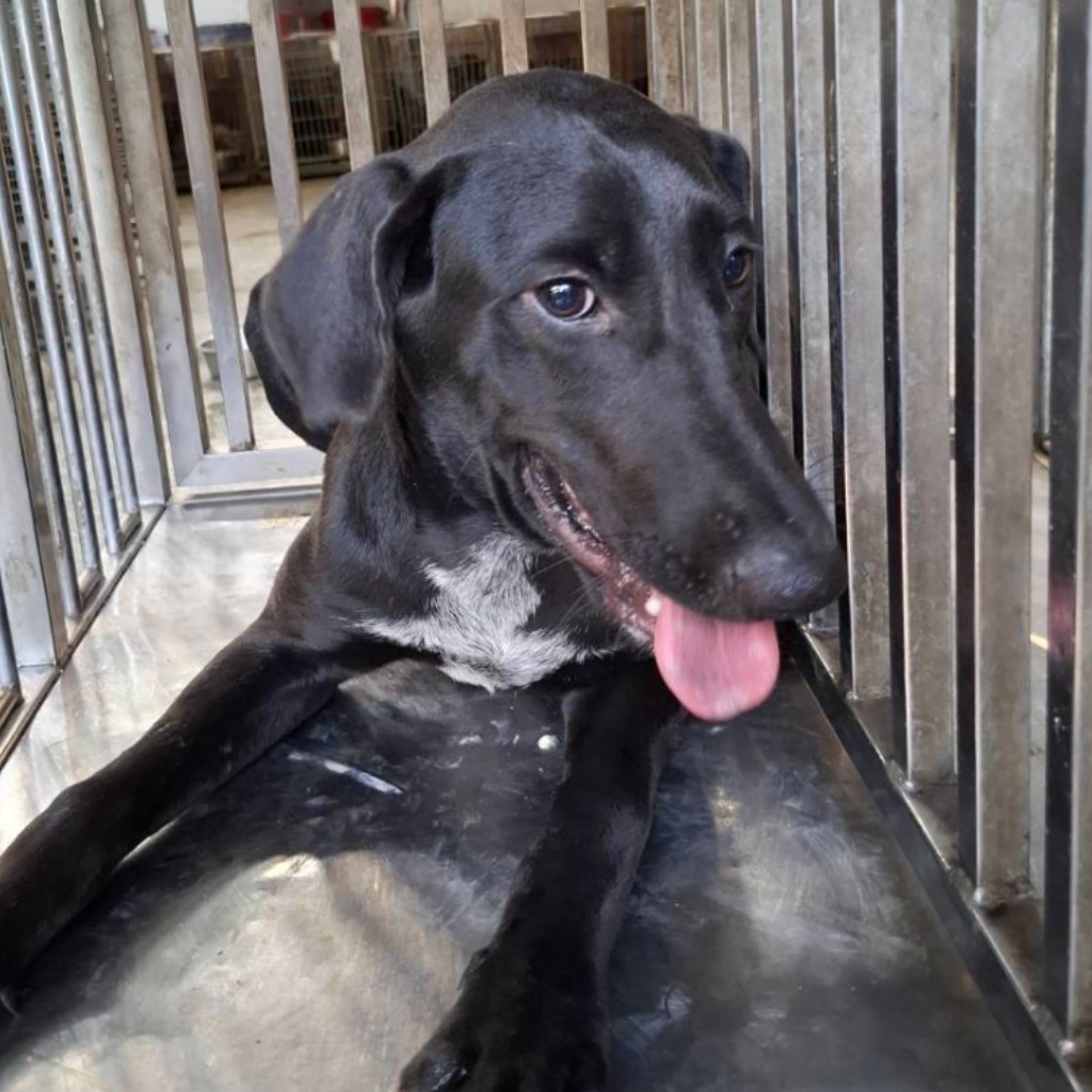 Photo of No. S151005-07, Adult · Male · Large · Mixed breed