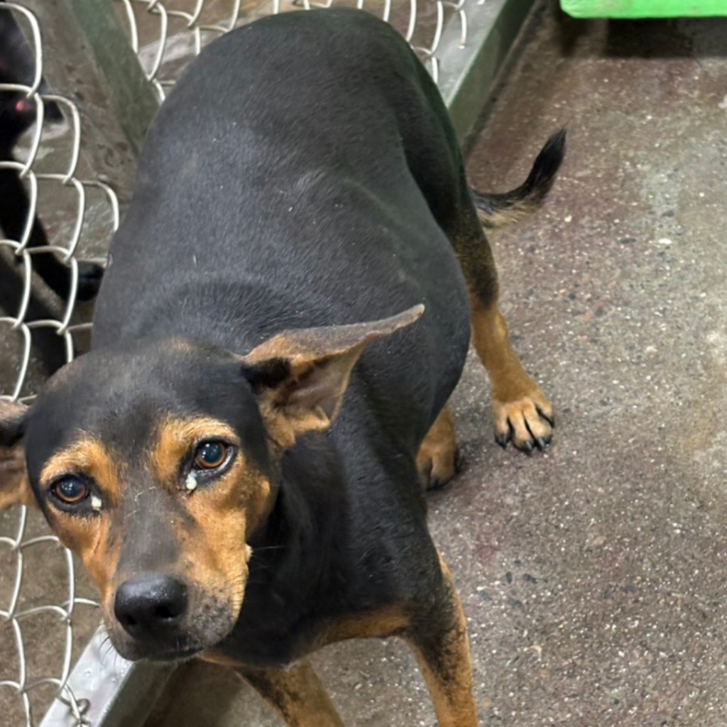 Photo of No. NAAAG1151006001, Adult · Female · Medium · Mixed breed