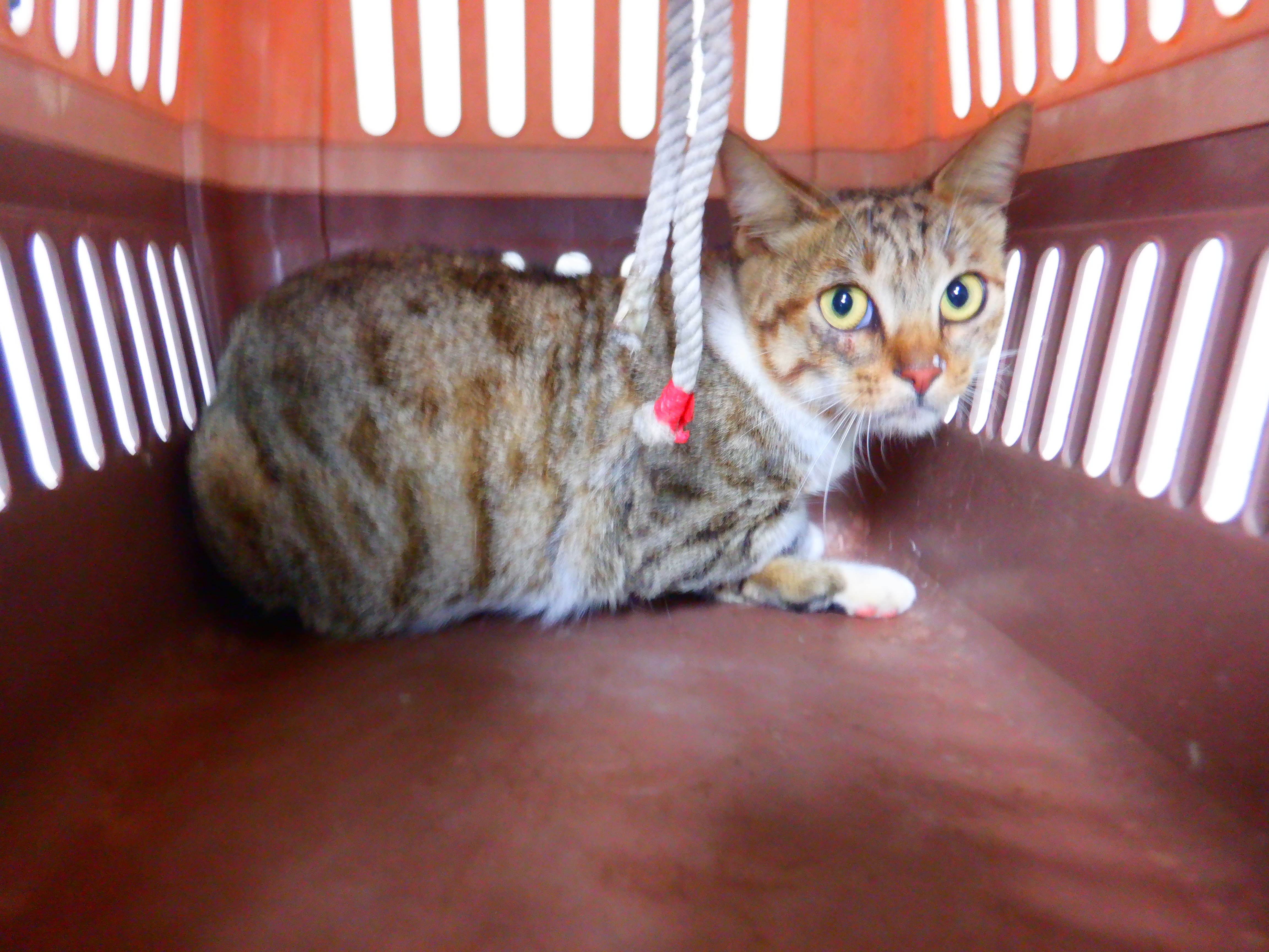 Tabby adult female mixed-breed cat, Small, shelter no. …04C1