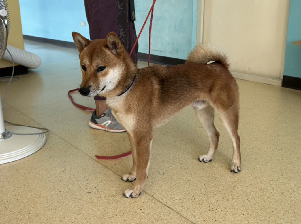 Photo of No. RAAAG1151006002, Adult · Male · Medium · Shiba Inu