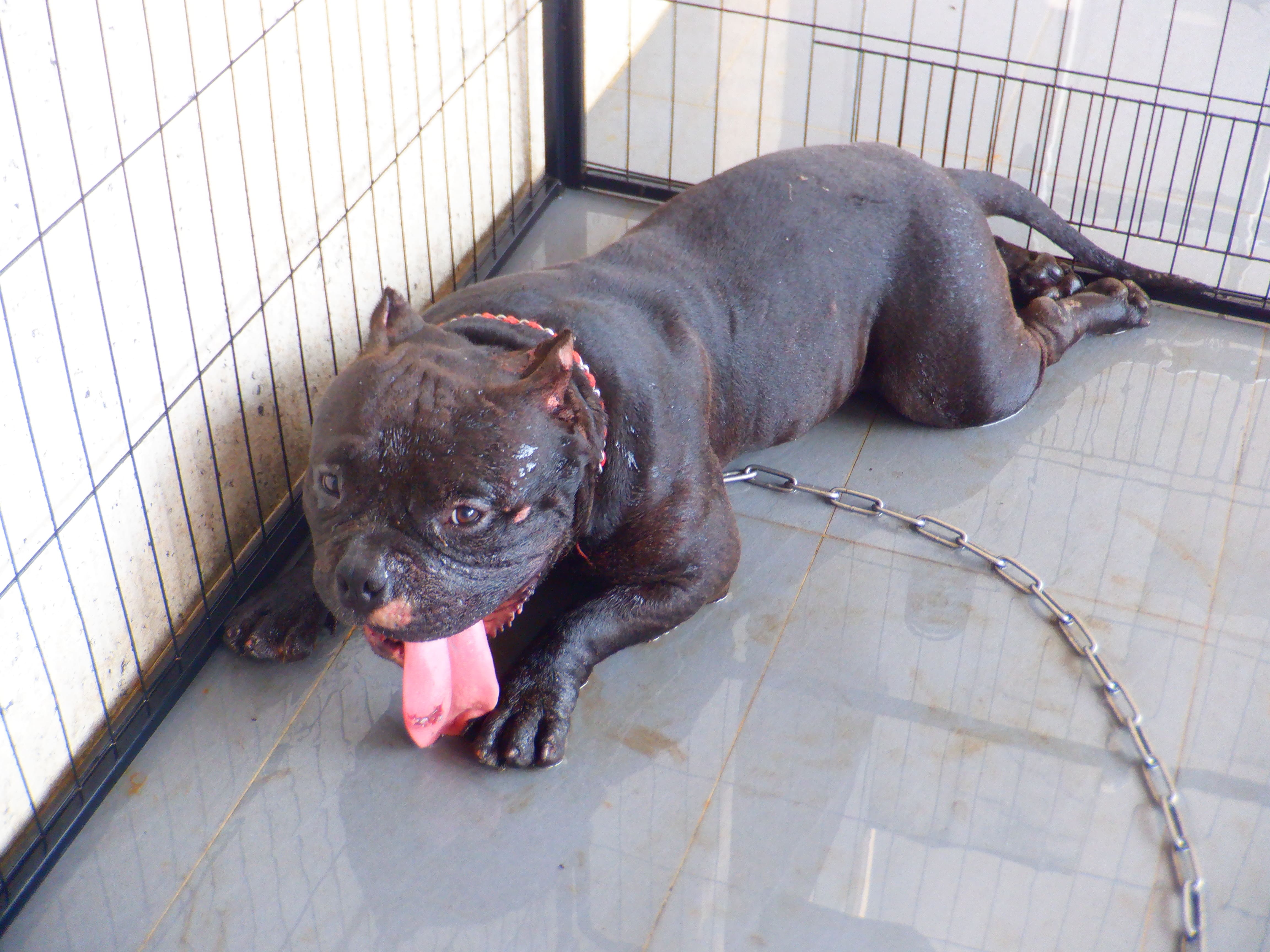 Photo of No. HAAAG1151005250, Adult · Male · Medium · American Bully