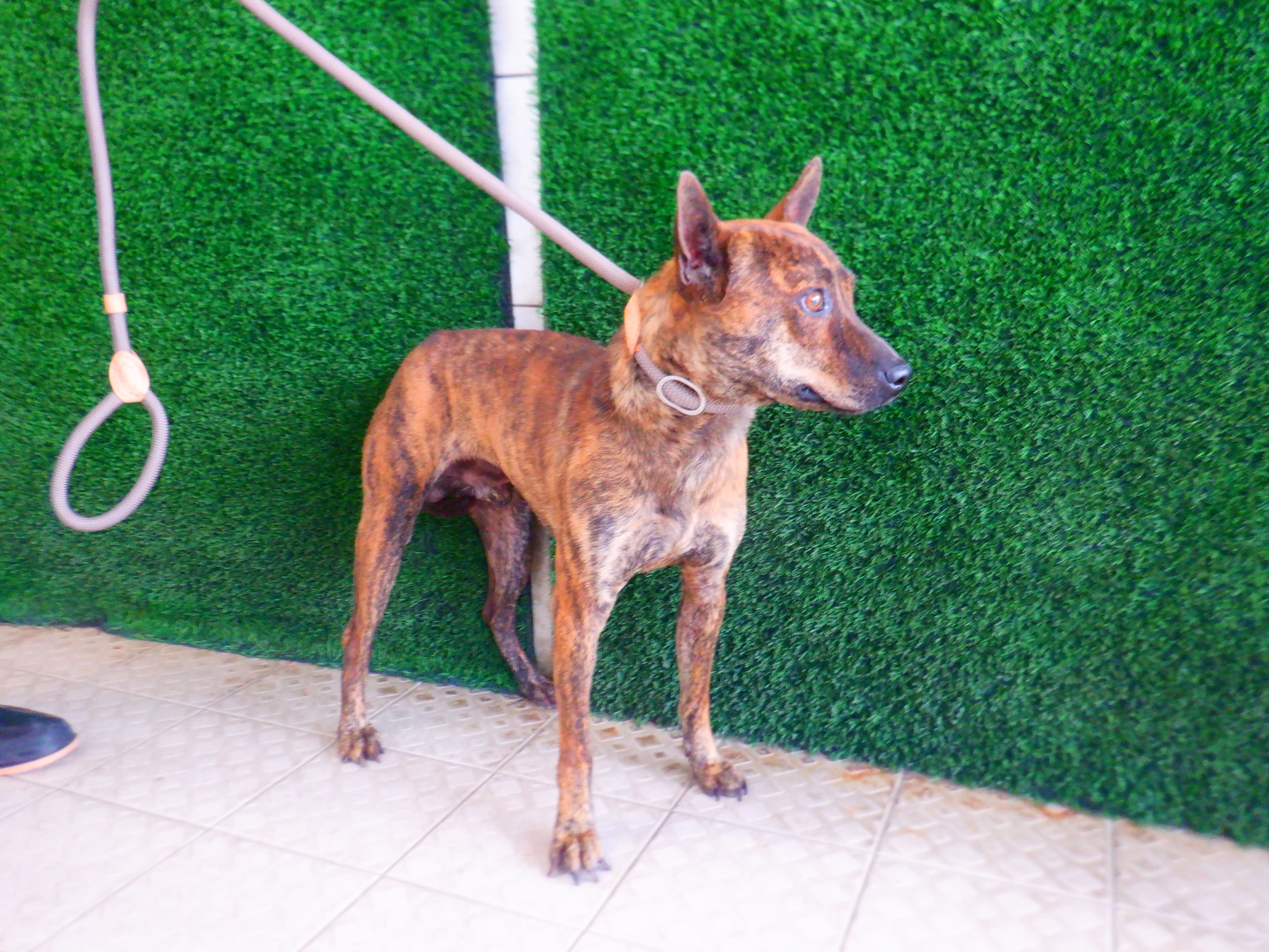 Tabby adult male mixed-breed dog, Medium, shelter no. …5840