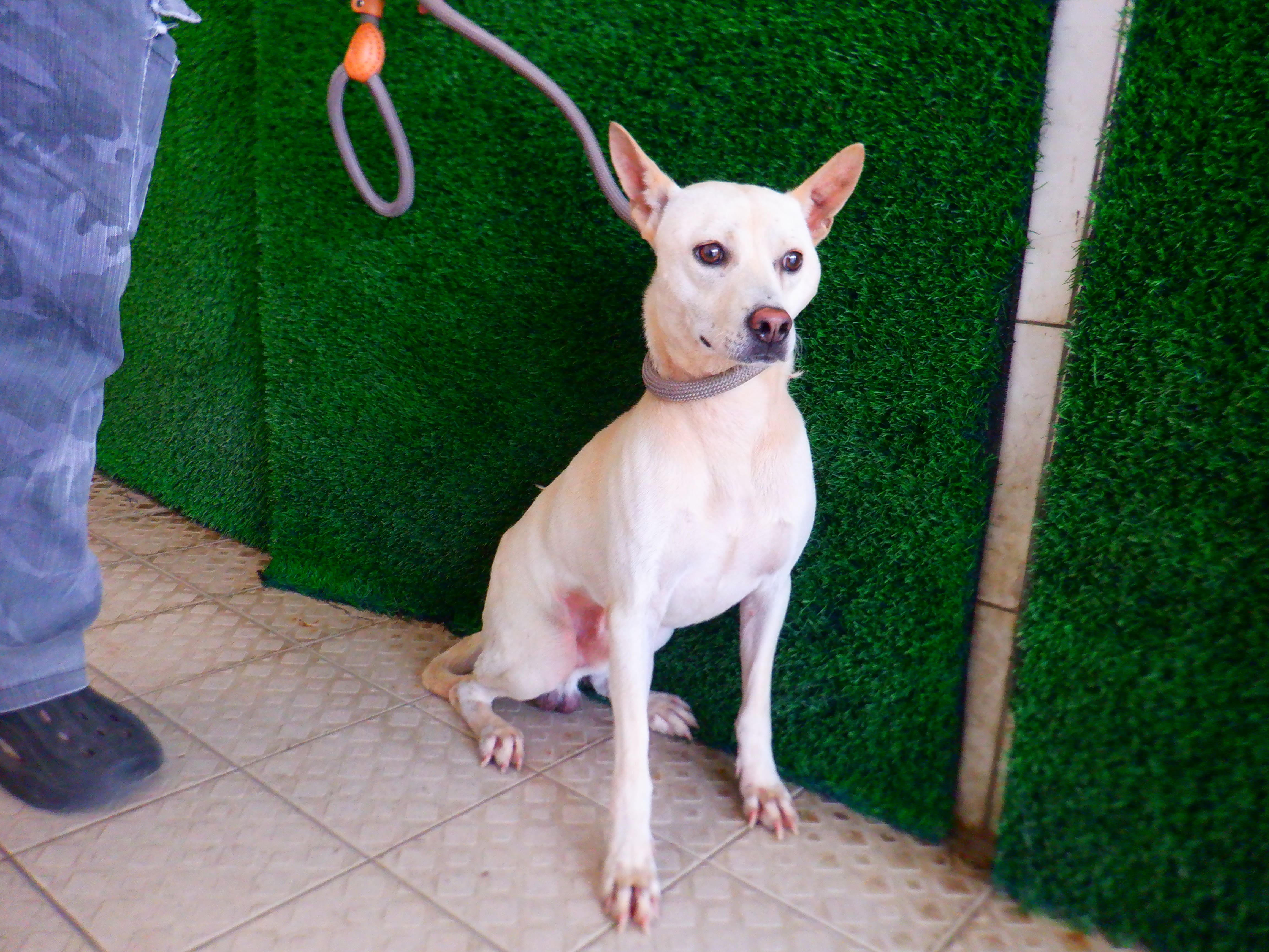 White adult male mixed-breed dog, Medium, shelter no. …5844