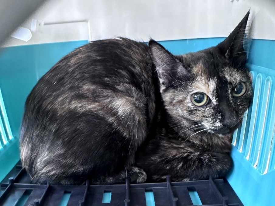 Photo of No. EAAAG1151006001, Adult · Female · Large · Mixed breed