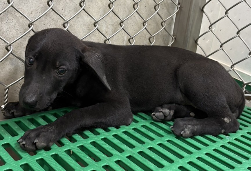 Photo of No. NAAAG1151006010, Young · Female · Small · Mixed breed