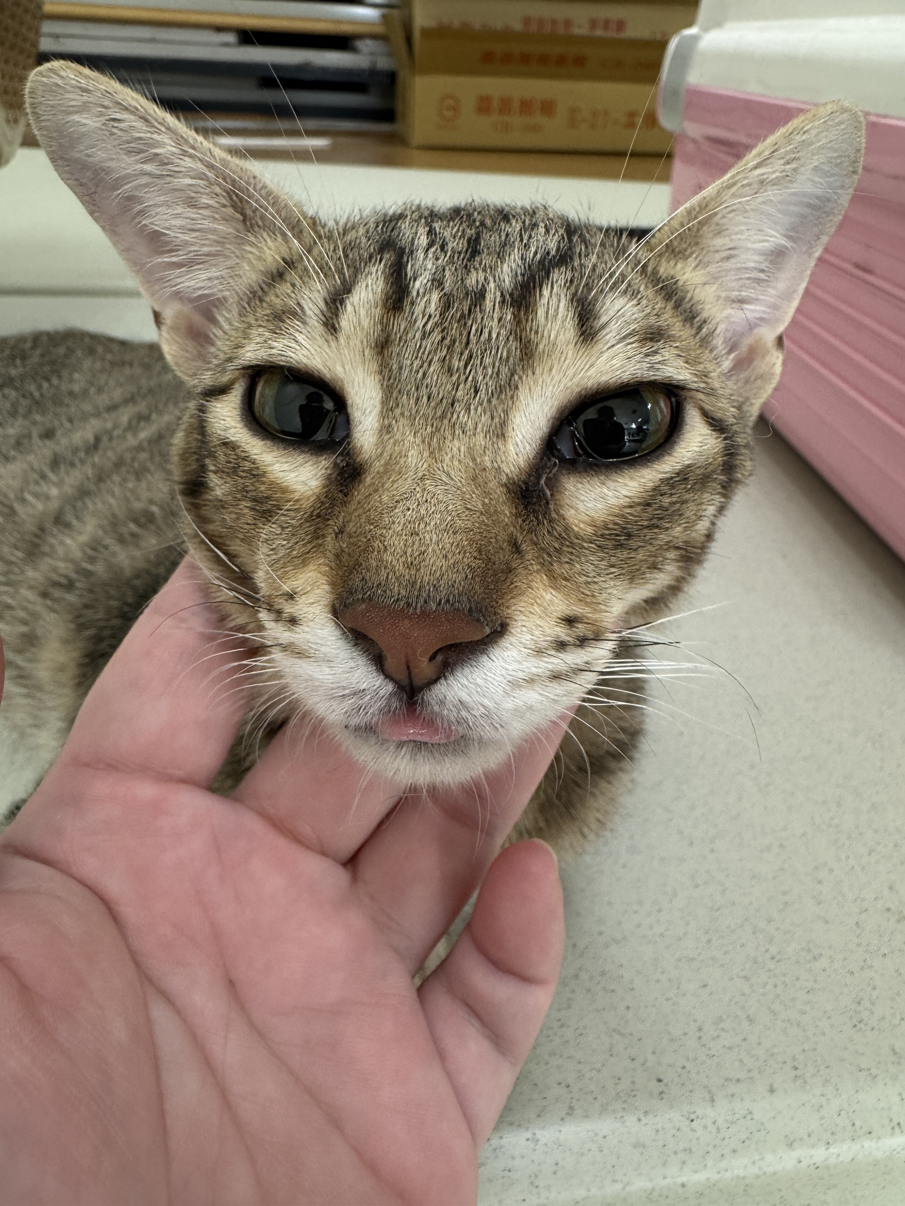 Photo of No. EAAAG1151006008, Adult · Female · Large · Mixed breed