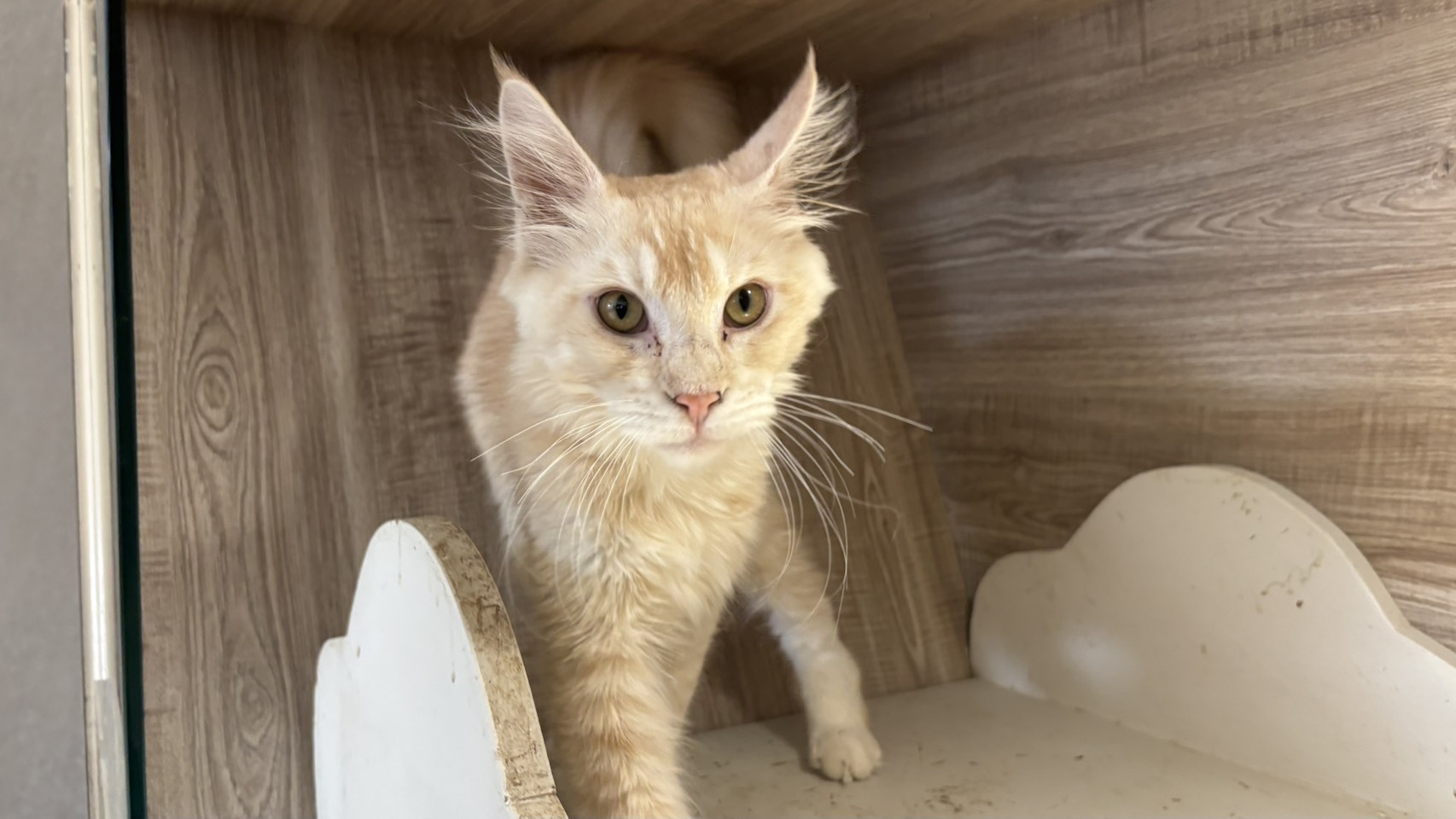 Photo of No. CAAAG1151006008, Adult · Female · Large · Maine coon