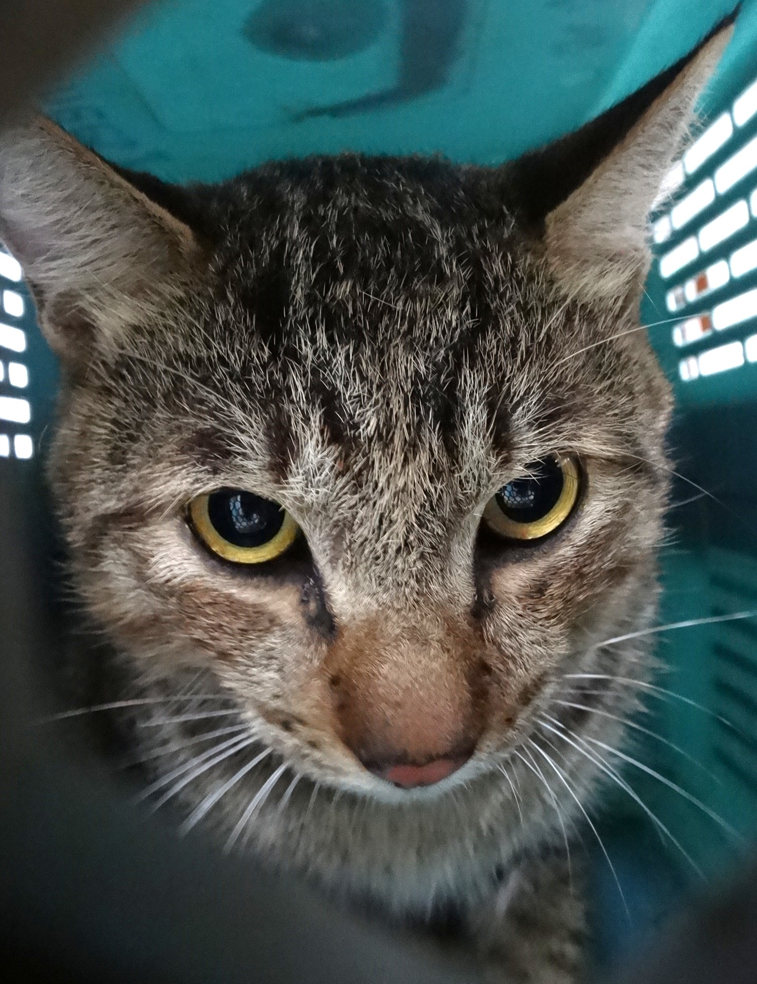 Photo of No. 1151677, Adult · Large · Mixed breed