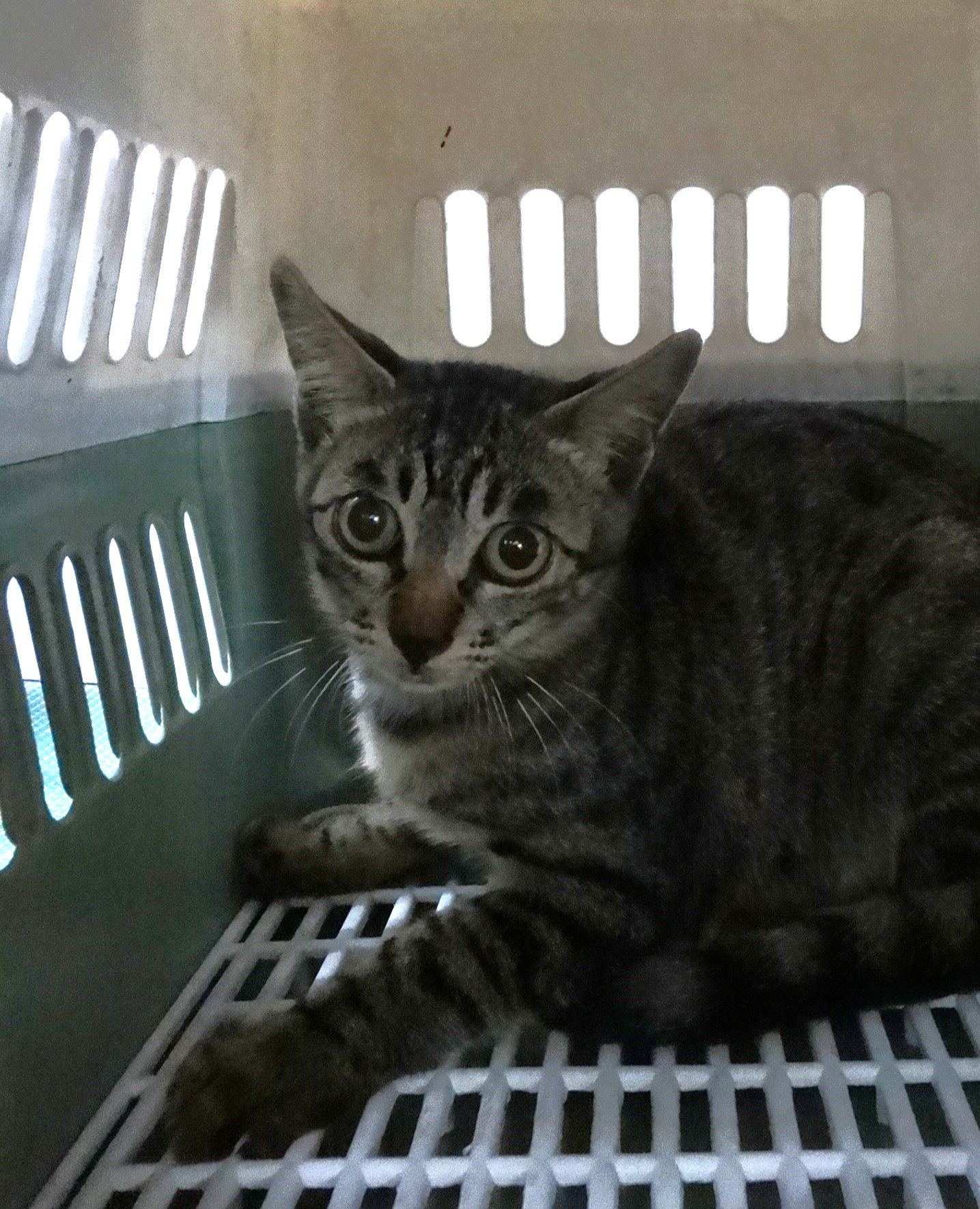 Tabby adult mixed-breed cat, Large, shelter no. …1681