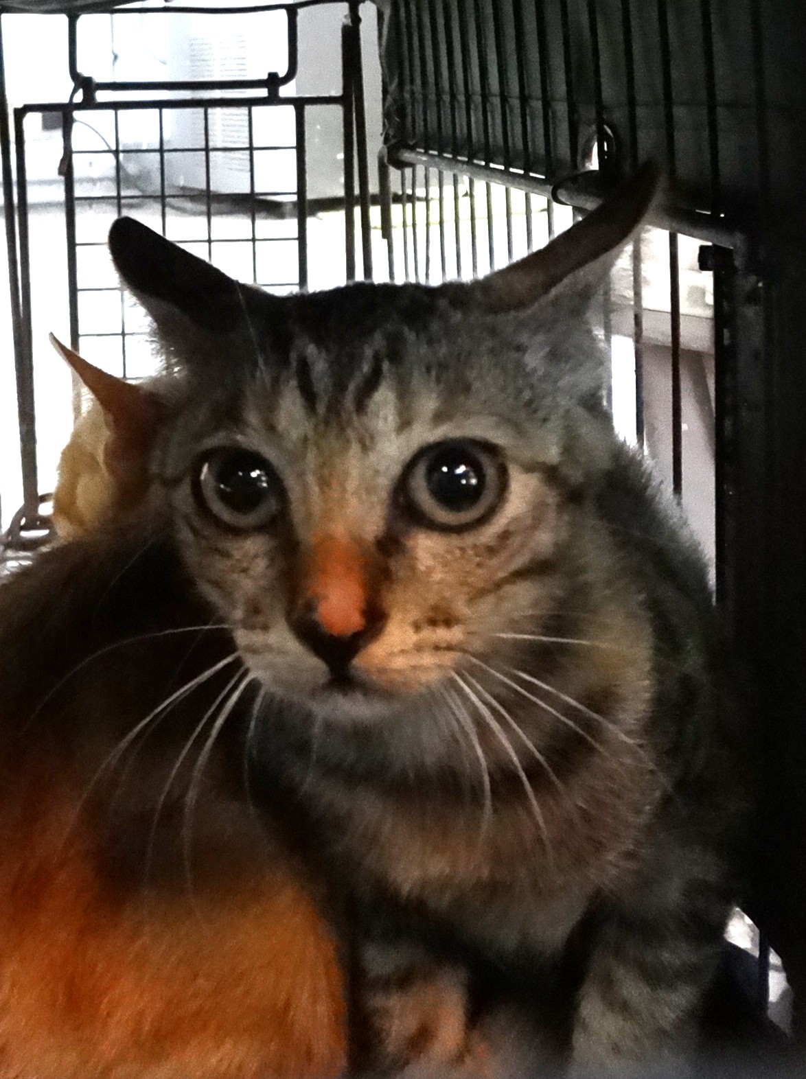 Photo of No. 1151683, Young · Medium · Mixed breed