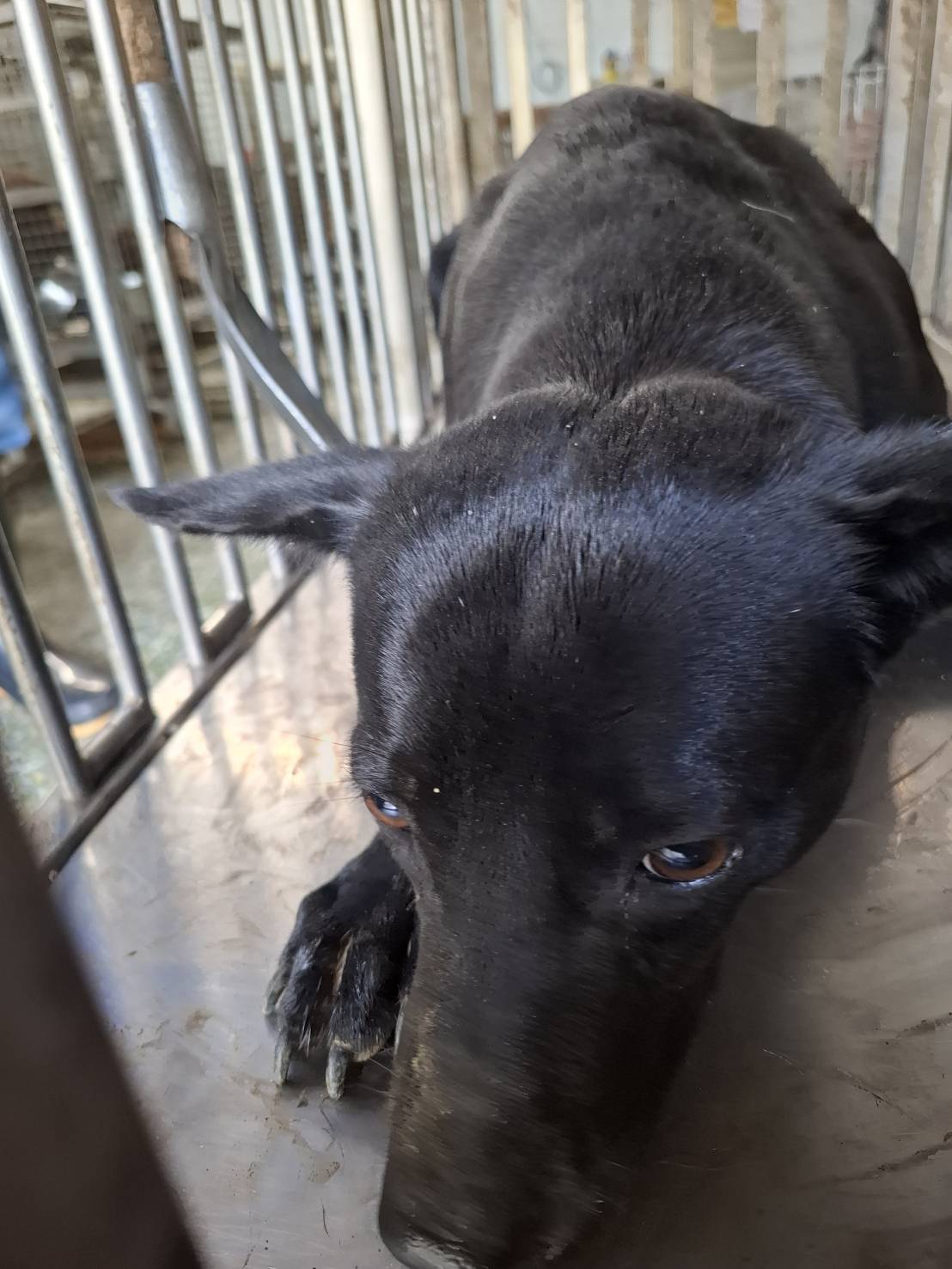 Black adult female mixed-breed dog, Medium, shelter no. …6-04