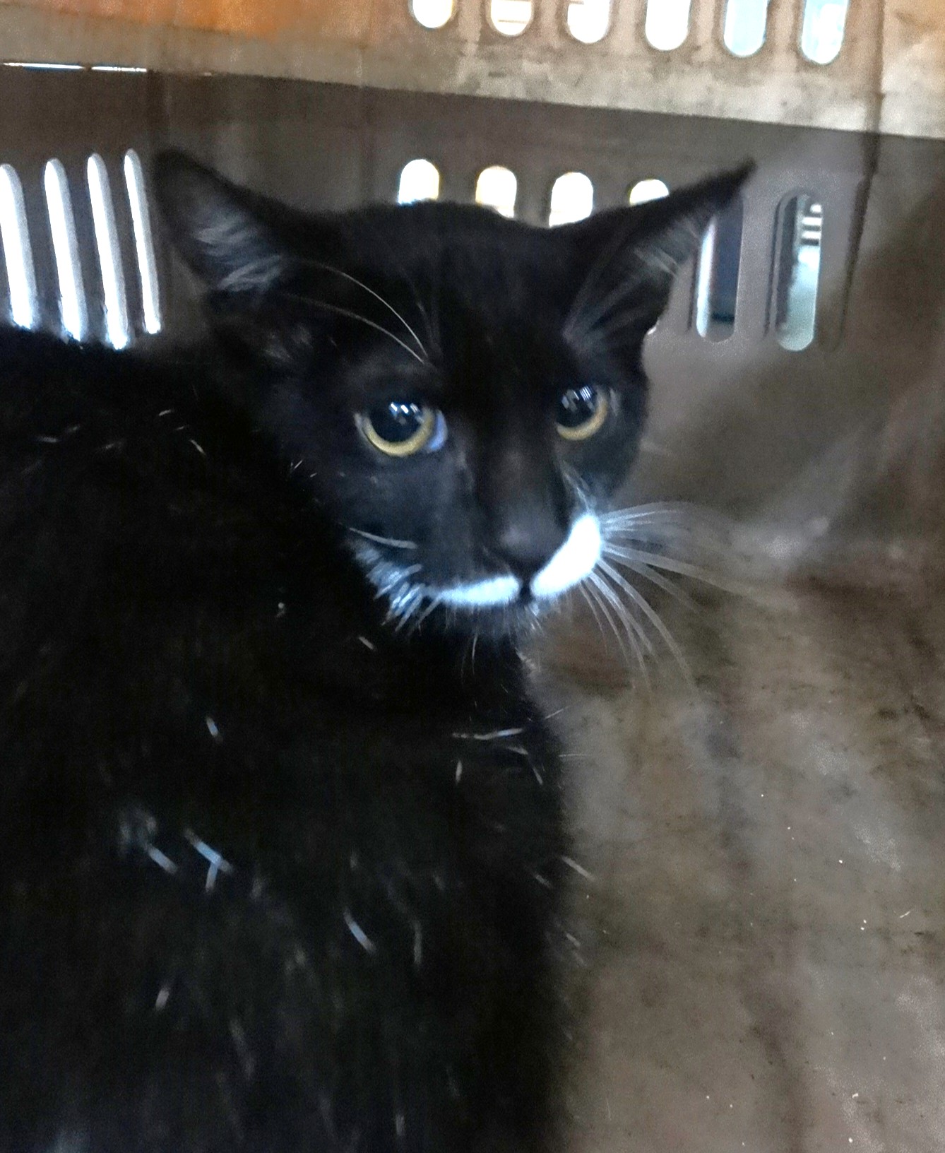 Photo of No. 1151692, Adult · Large · Mixed breed