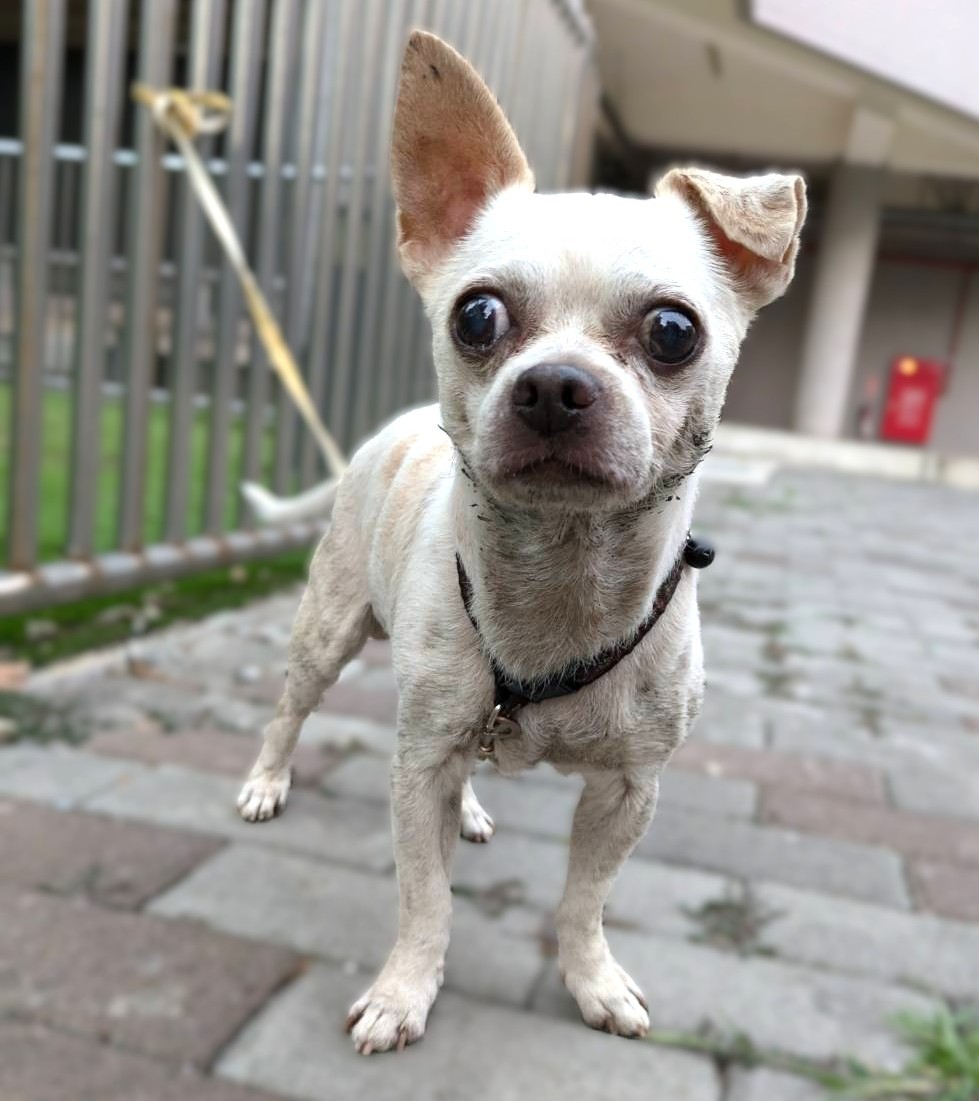 Photo of No. DAAAG1151006001, Adult · Male · Small · Chihuahua
