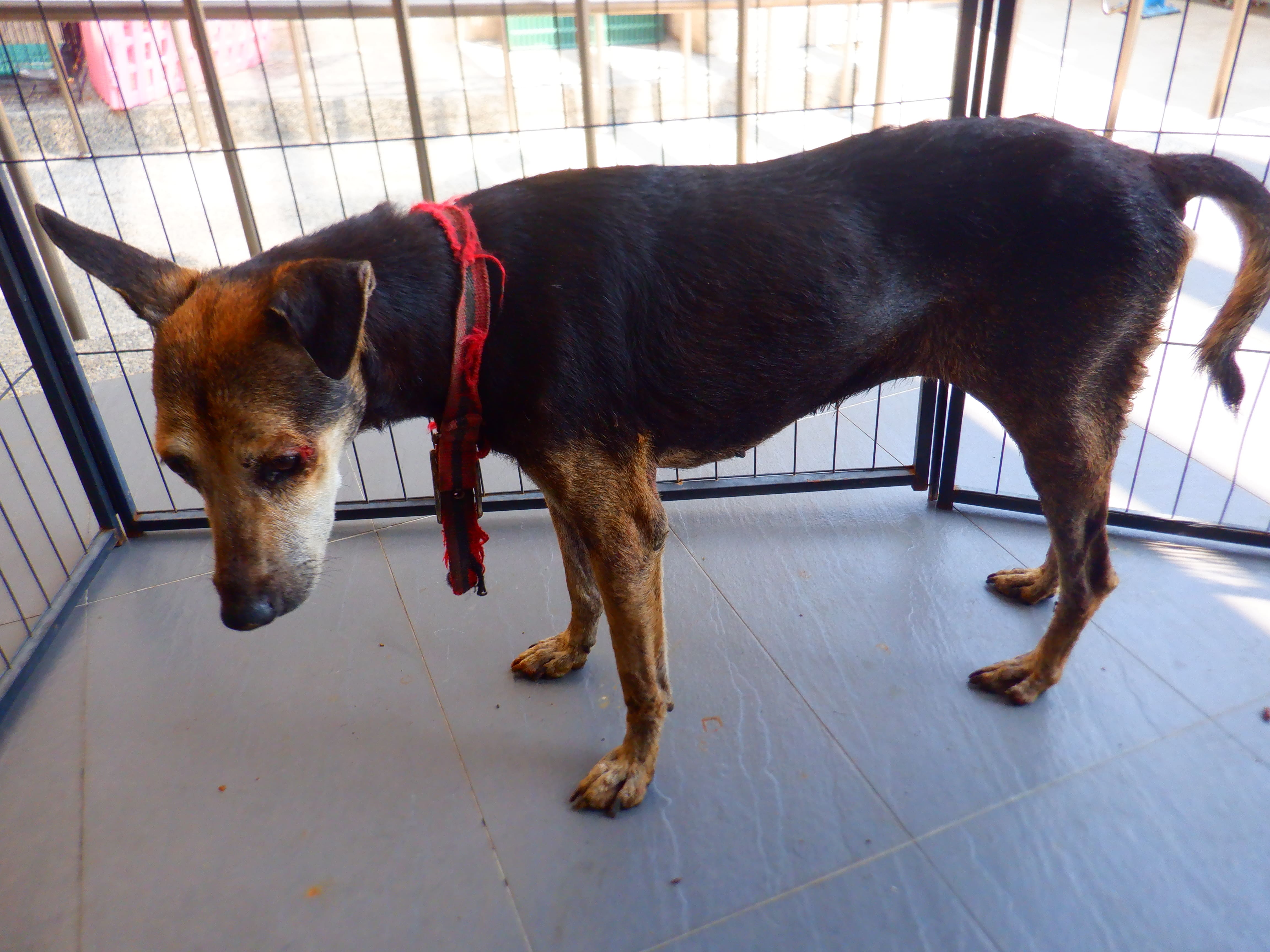 Black-and-tan adult female mixed-breed dog, Medium, shelter no. …6591