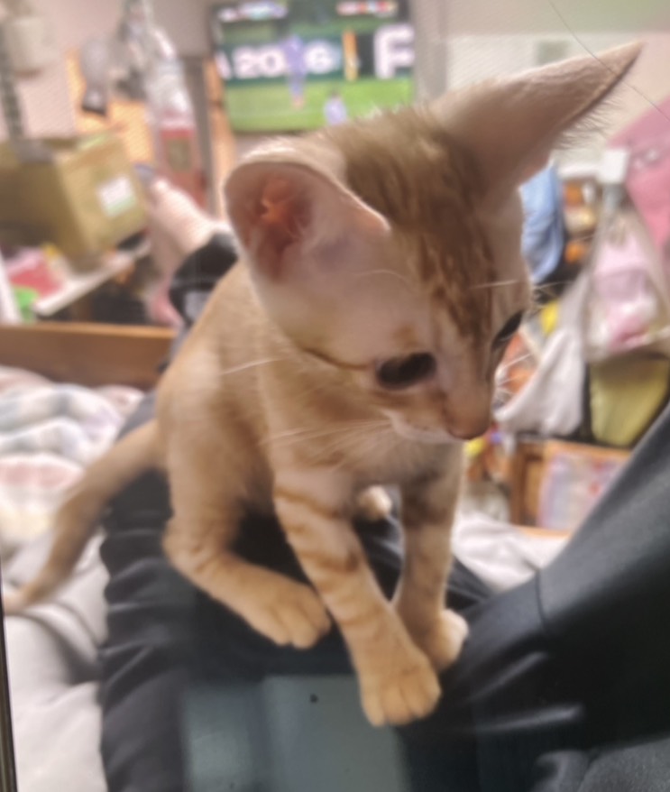 Pusang halo ang lahi (Lalaki, Bata, dilaw at puti), Katamtaman, blg. ng shelter …7003