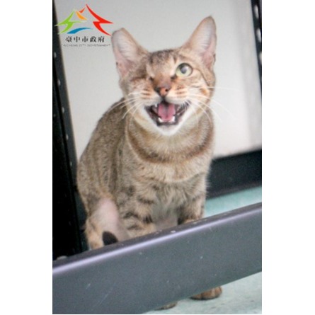 Gata mestiza hembra adulta (atigrado), Pequeño, refugio n.º …6001