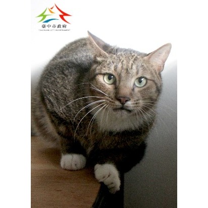 Gato mestizo macho adulto (atigrado y blanco), Pequeño, refugio n.º …6012
