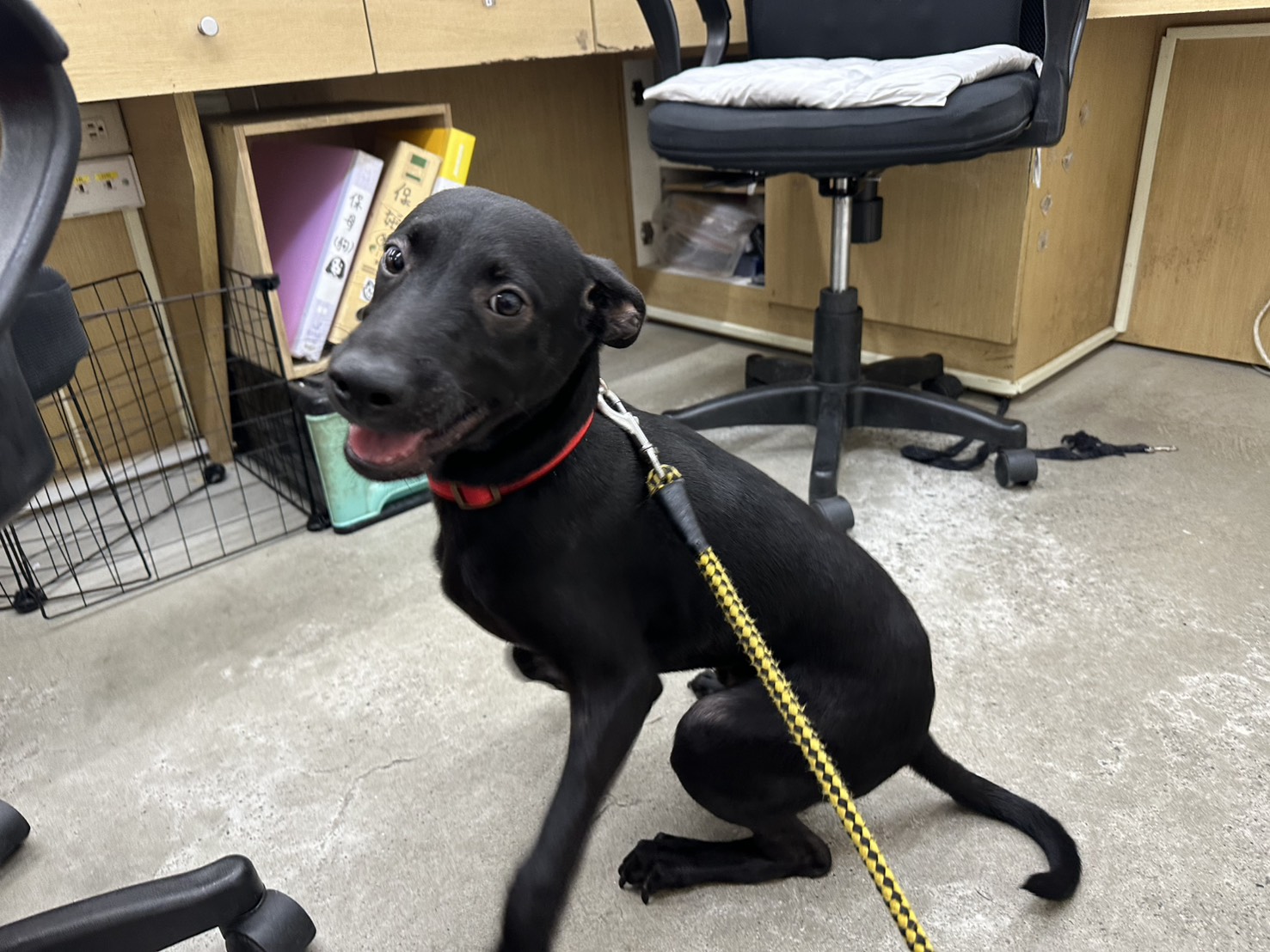 Perro mestizo macho joven (negro), Pequeño, refugio n.º …0704