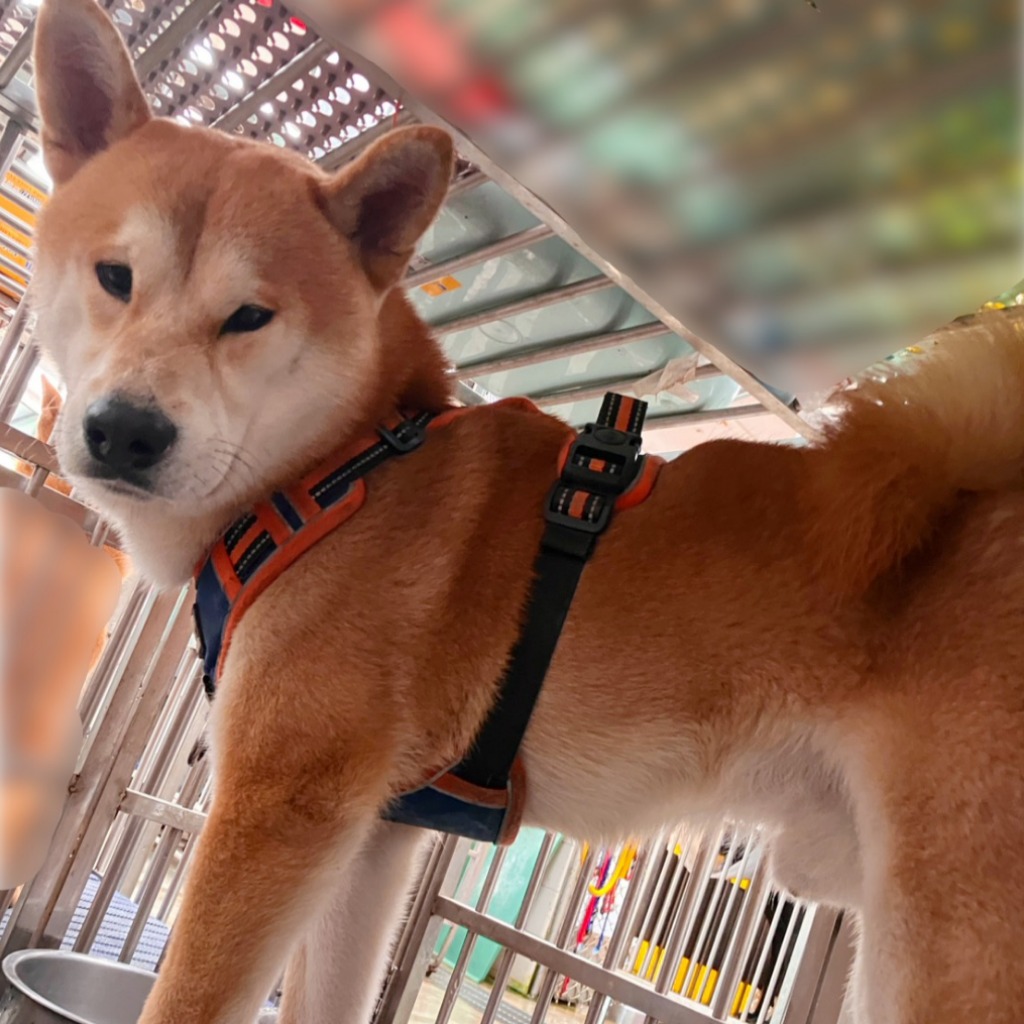 Tan-and-white adult male Shiba Inu, Medium, shelter no. …7001