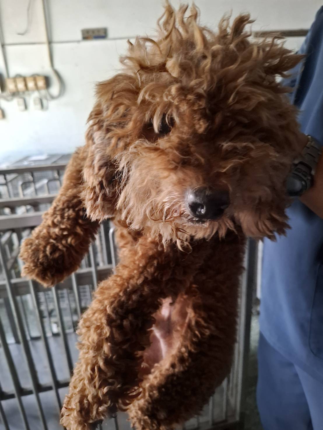 Brown adult male poodle, Small, shelter no. …7-05