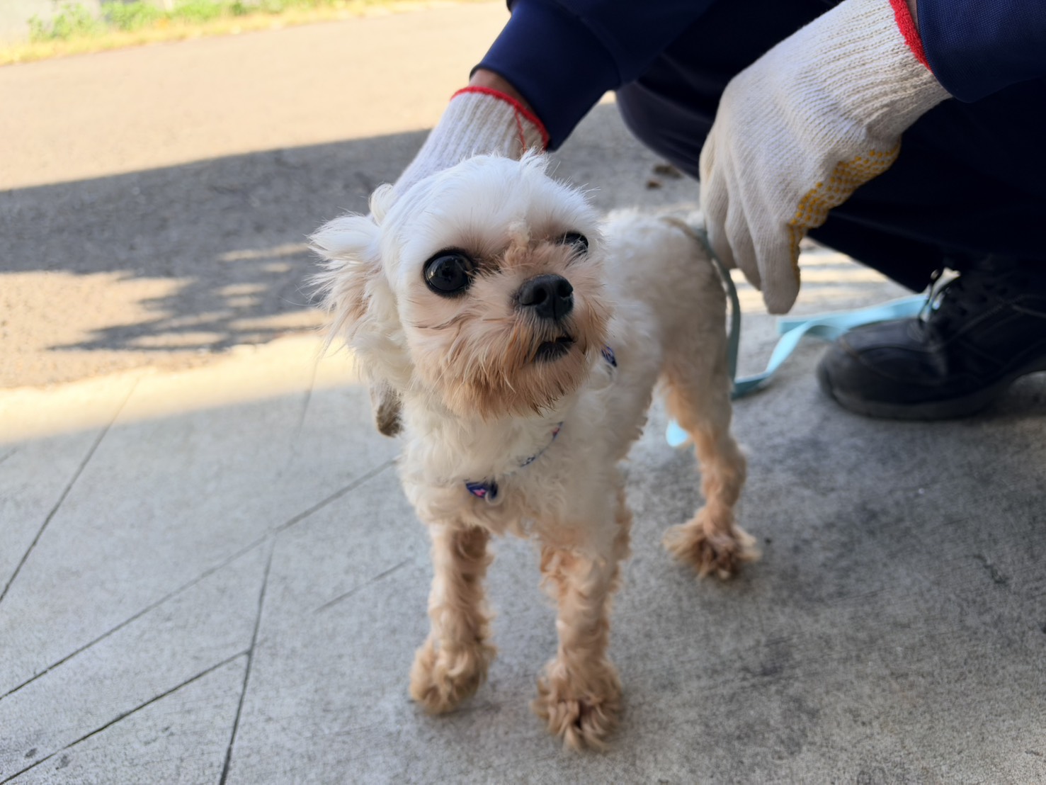 White adult male Maltese, Small, shelter no. …7001