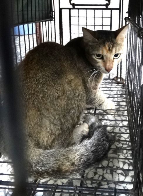ミックス猫(成猫・トラ)、大型, 施設番号 …1695