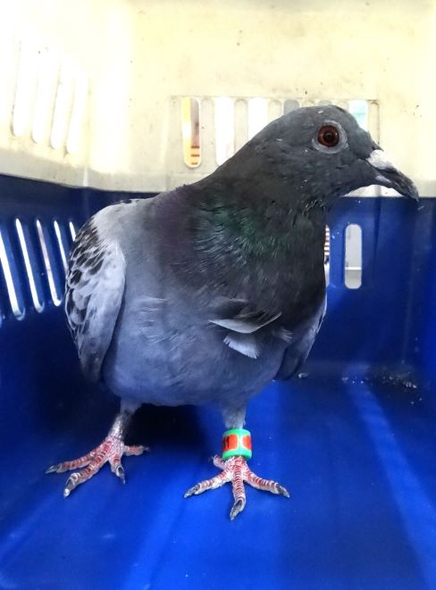Gray adult mixed-breed other, Small, shelter no. …1696