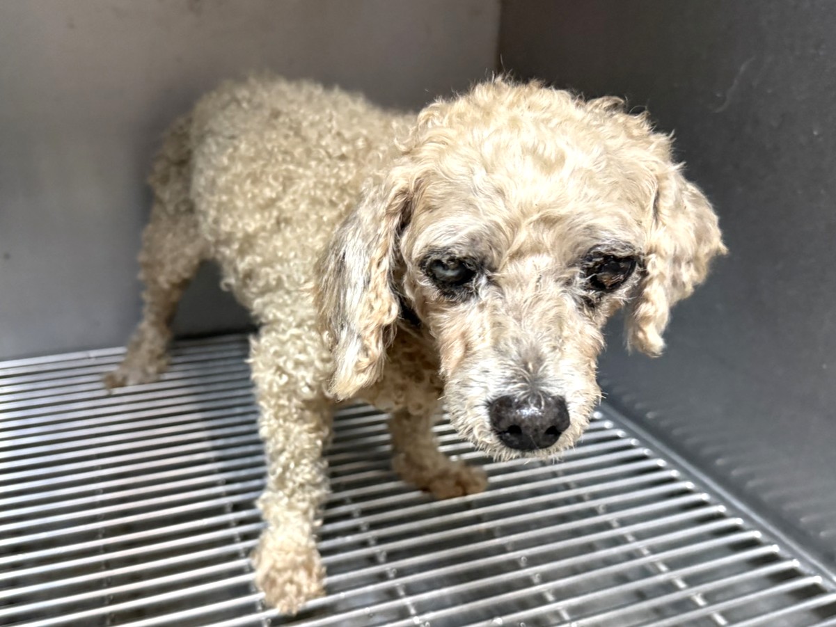 Brown adult male poodle, Medium, shelter no. …07W5