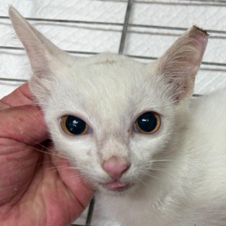 White young male mixed-breed cat, Small, shelter no. …5C01