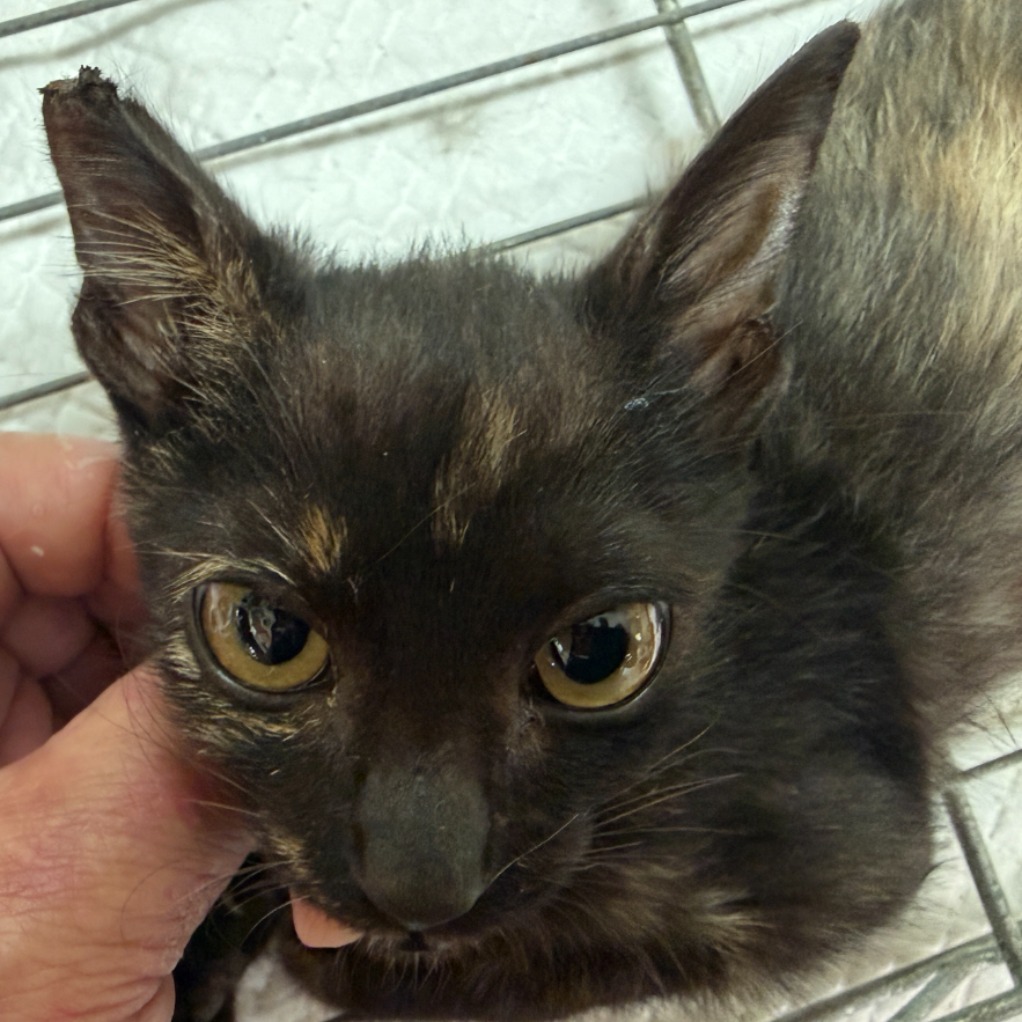 Young female mixed-breed cat, Small, shelter no. …5C05