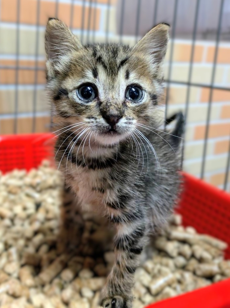 Gato mestizo macho joven (atigrado), Pequeño, refugio n.º …1003