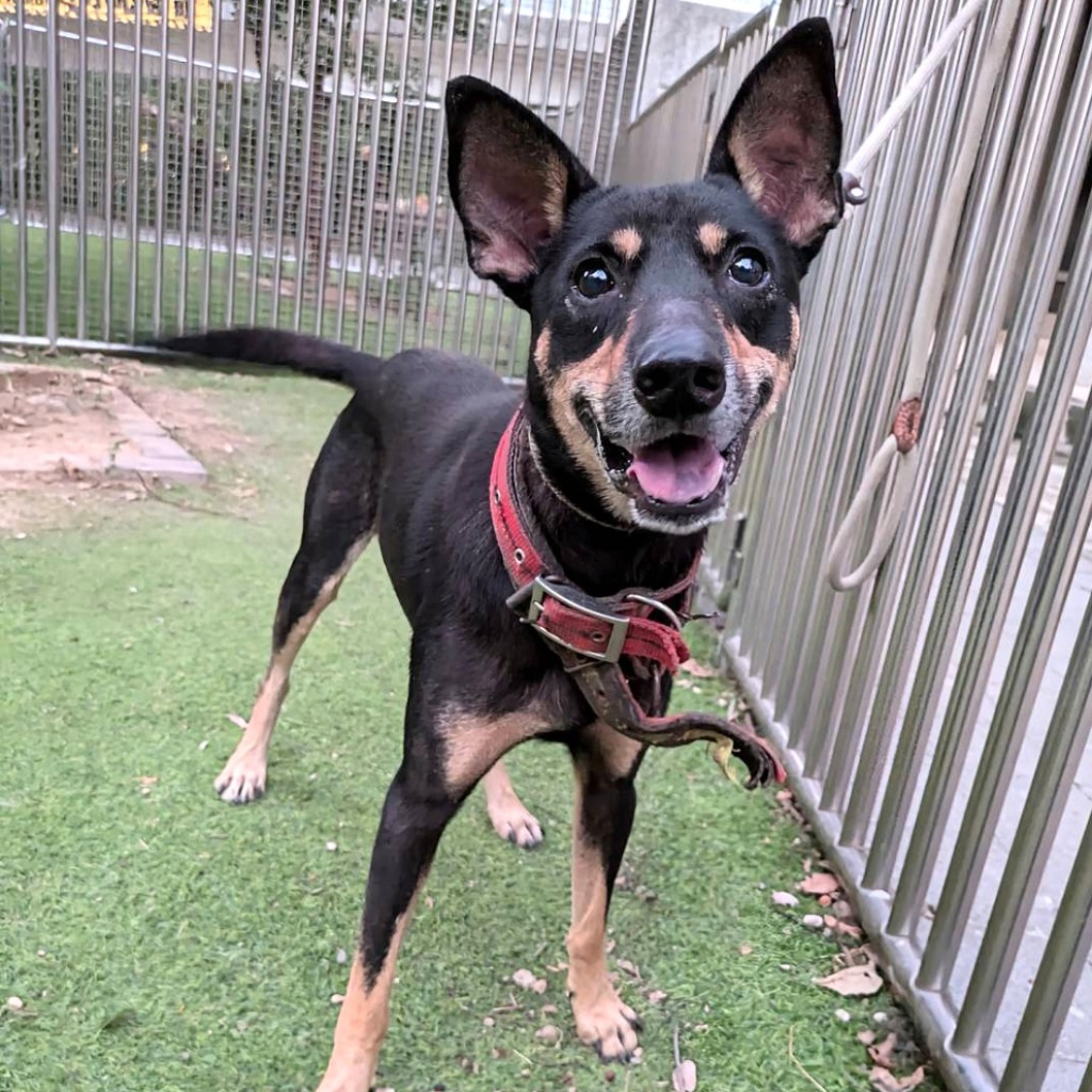 Black-and-tan adult male mixed-breed dog, Medium, shelter no. …7002