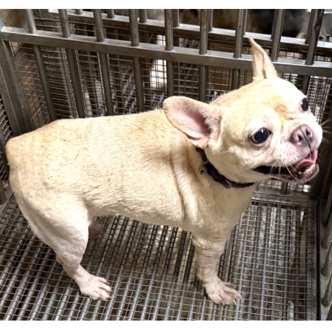Tan adult female French Bulldog, Medium, shelter no. …07W6