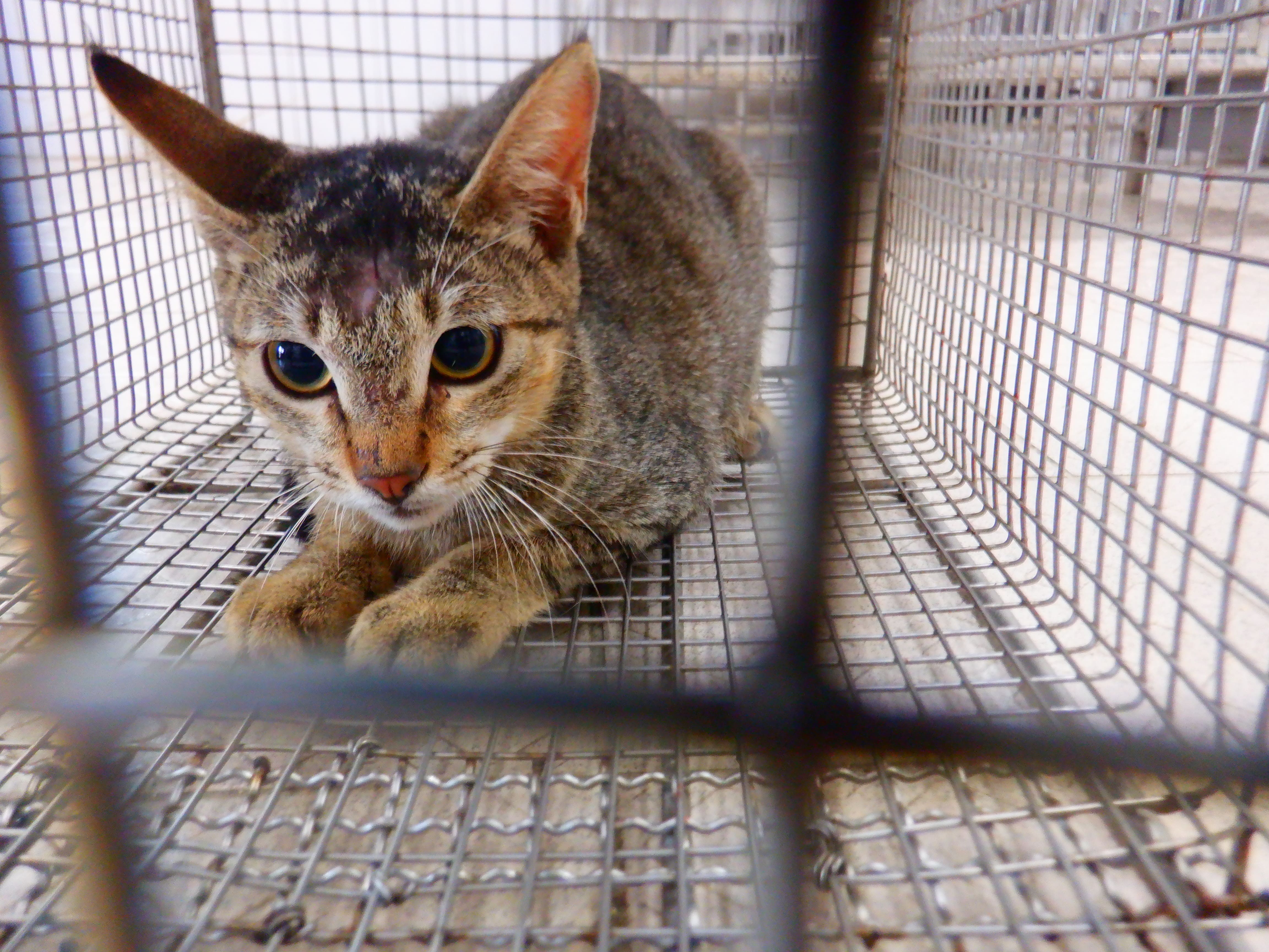 Chatte croisée femelle adulte (tigré), Petit, refuge n° …07C4