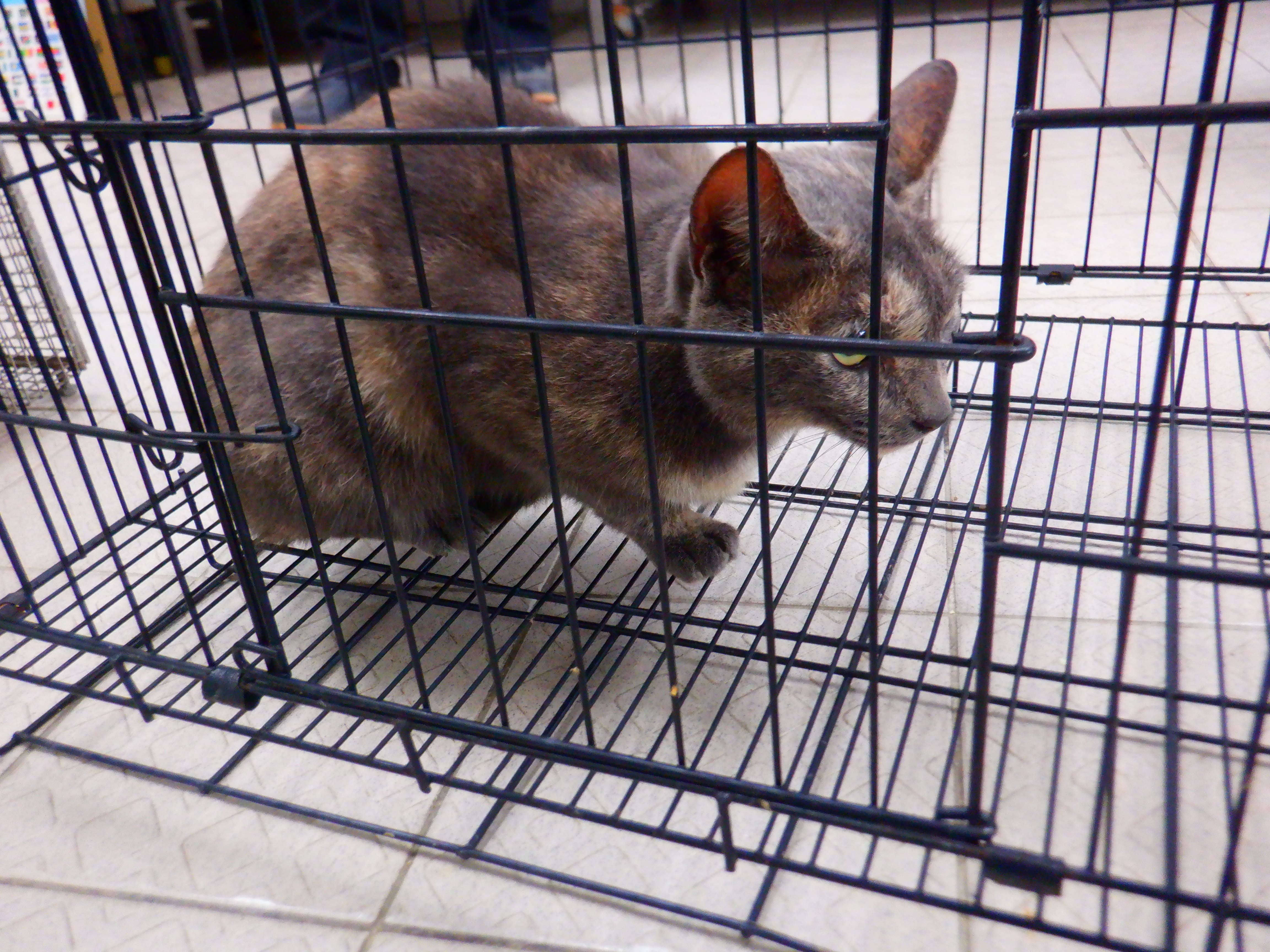 Adult female mixed-breed cat, Small, shelter no. …07C5