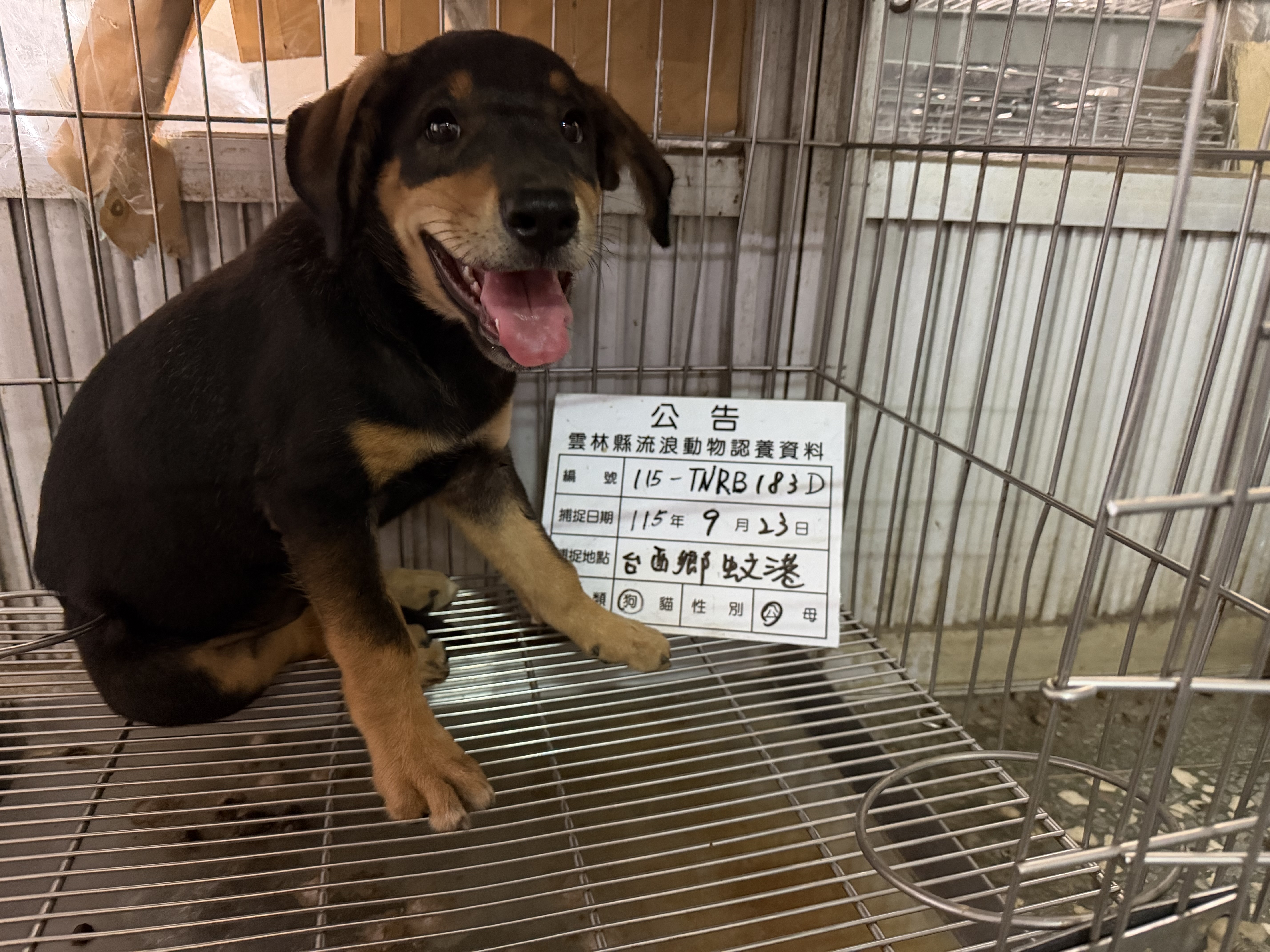 Black-and-brown adult male mixed-breed dog, Small, shelter no. …183D