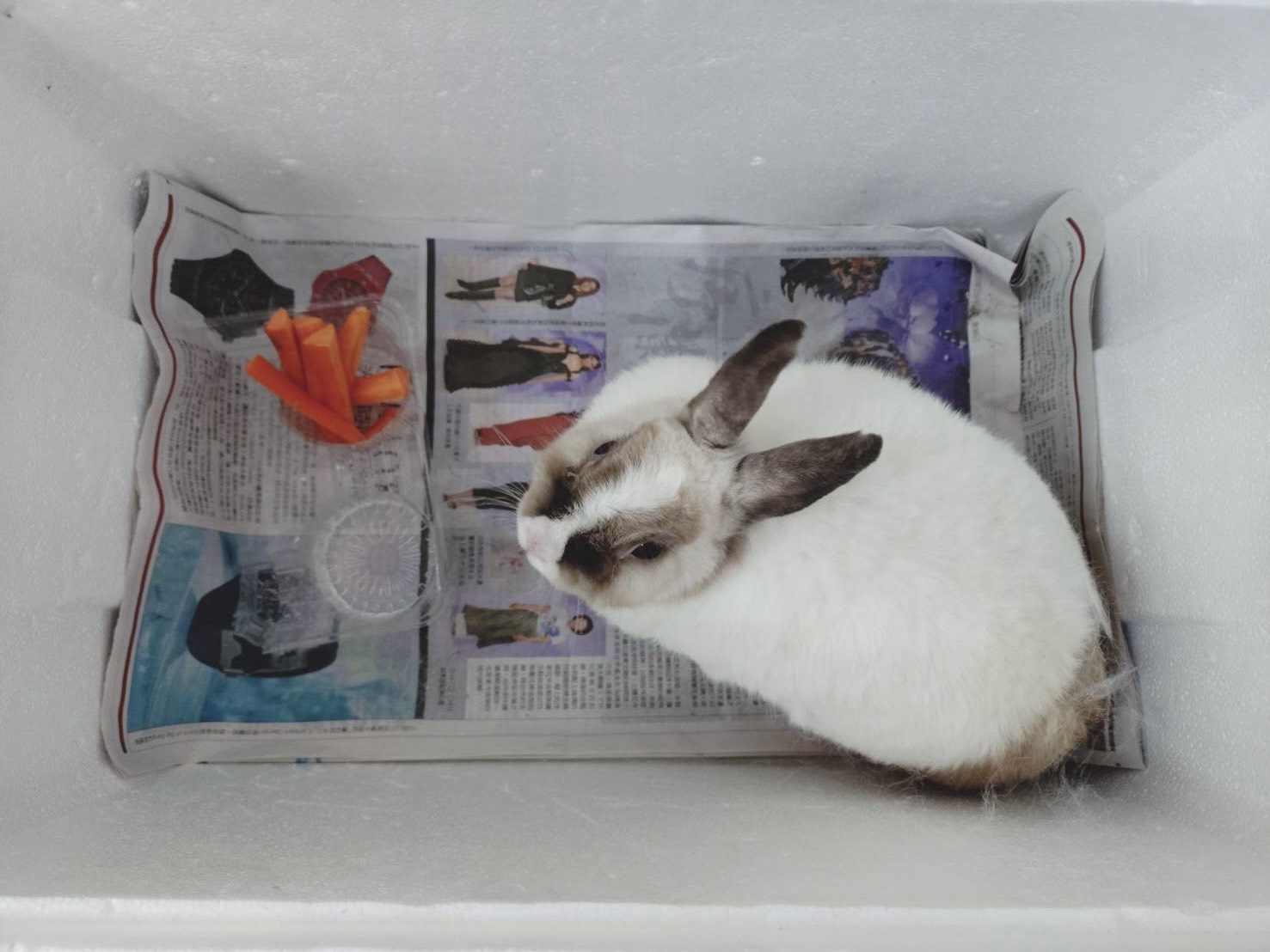 White adult mixed-breed rabbit, Small, shelter no. …8001