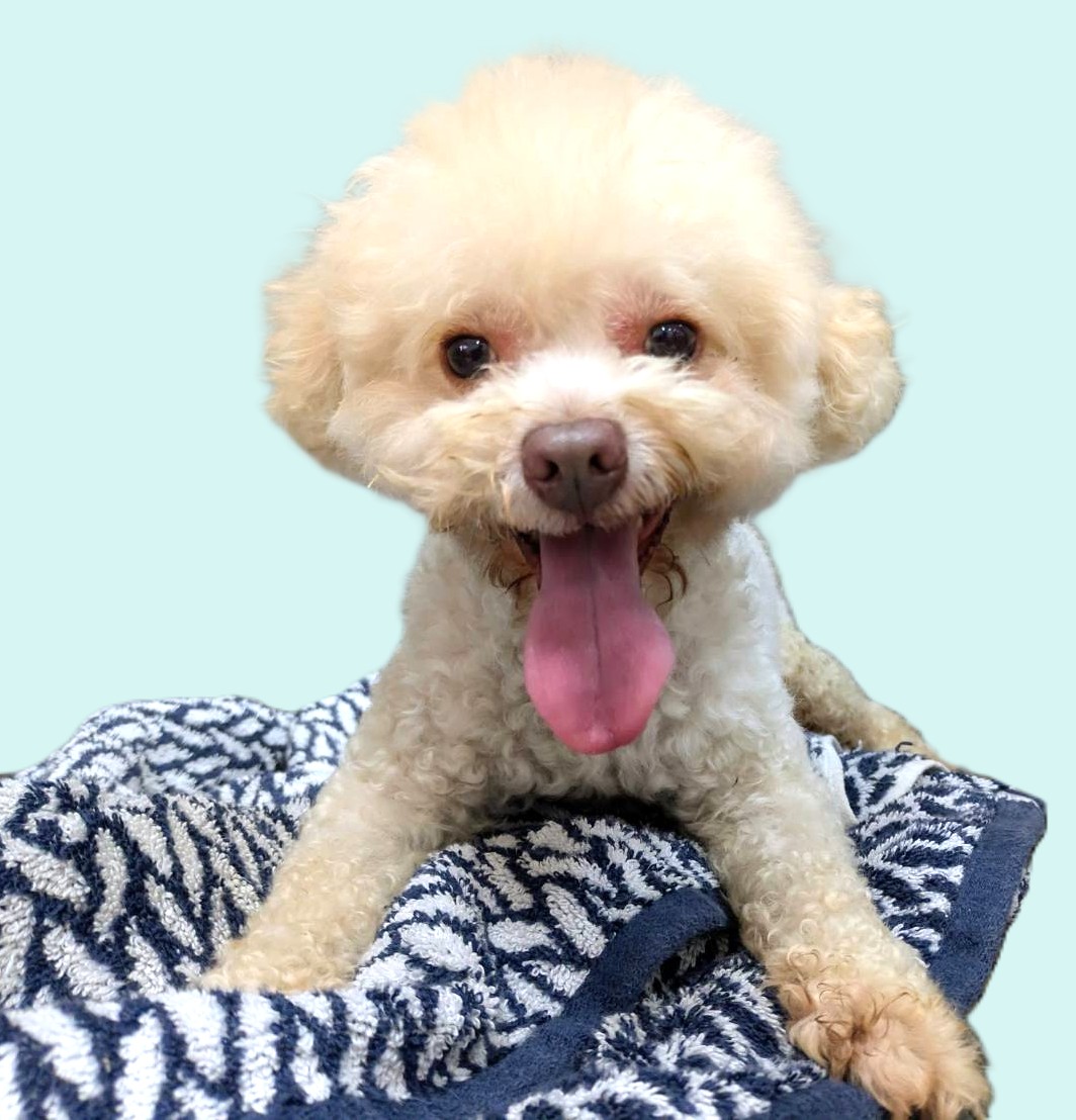 White adult male poodle, Small, shelter no. …8001