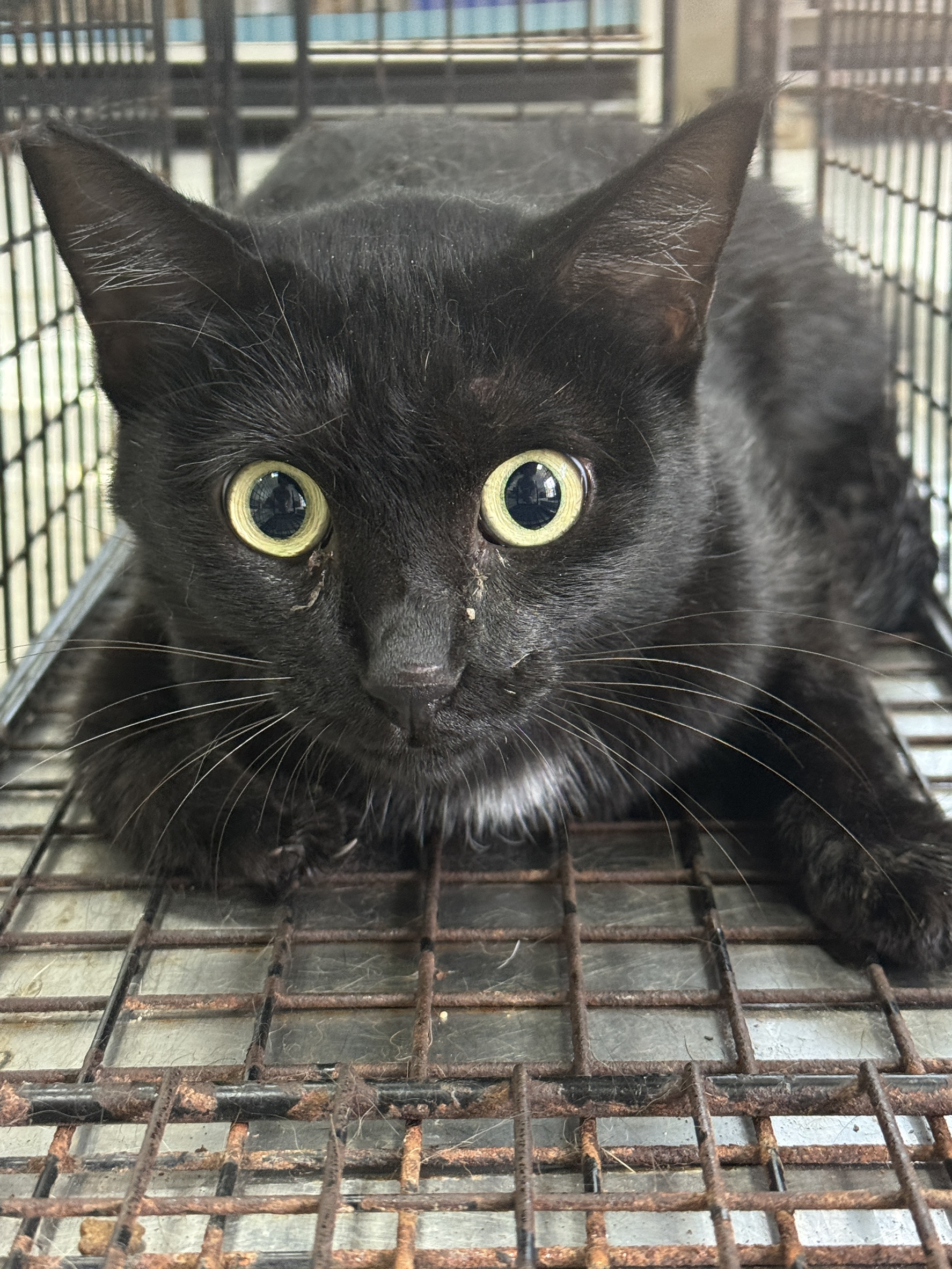 Black adult female mixed-breed cat, Large, shelter no. …8002