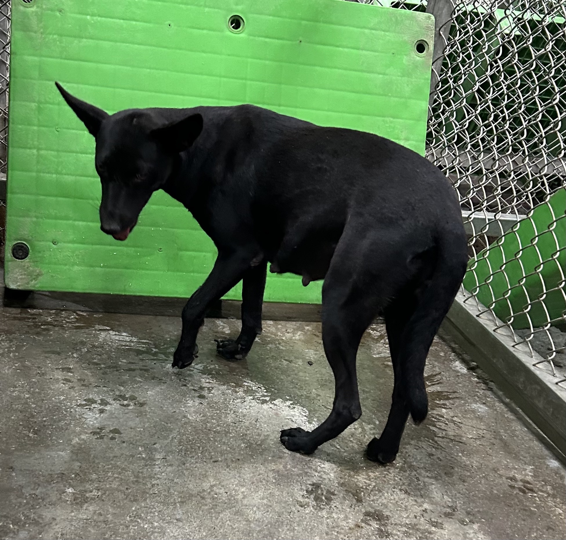 ミックス犬(メス・成犬・黒)、中型, 施設番号 …8002