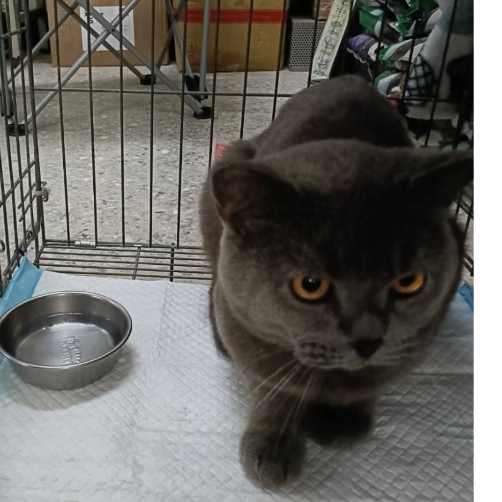 Adult male American Shorthair, Medium, shelter no. …8001