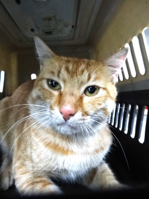 Orange adult mixed-breed cat, Large, shelter no. …1697