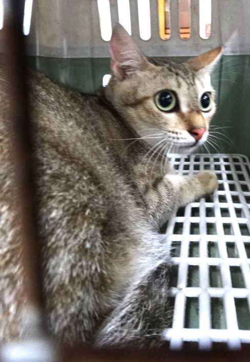 Tabby adult mixed-breed cat, Large, shelter no. …1701